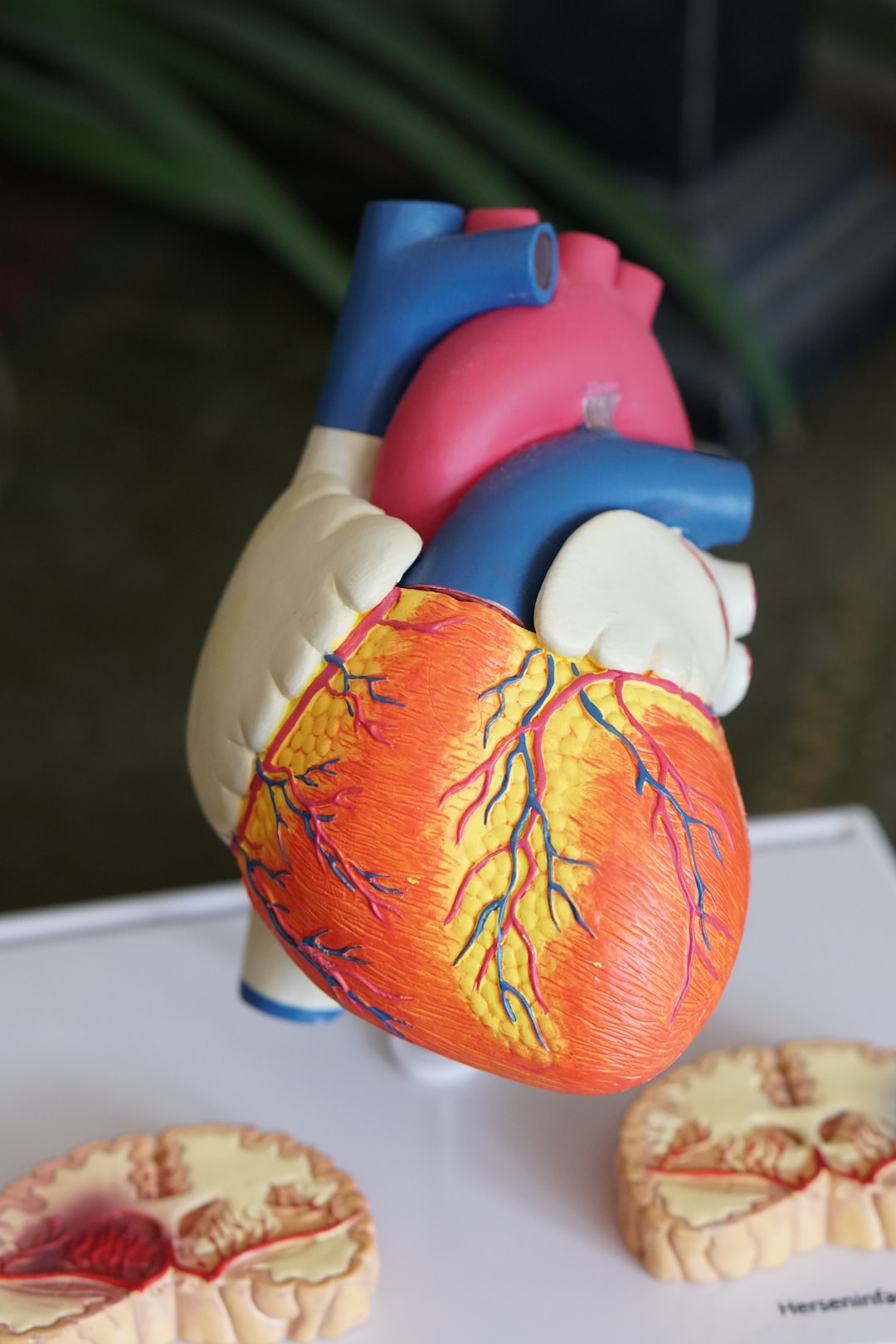 A Holistic Approach to Cardiac Wellness: Nurturing Cardiovascular Health through Mind, Body, and Spirit